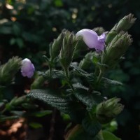 Strobilanthes gardneriana (Nees) T.Anderson